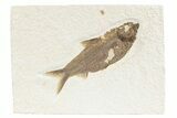 Detailed Fossil Fish (Knightia) - Wyoming #361081-1